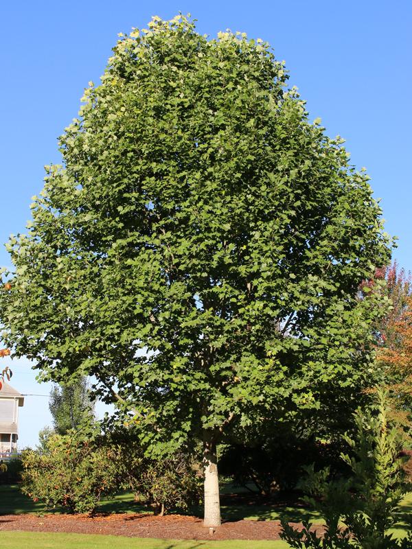 Liriodendron Tulipifera 'emerald City' - View 1 from www redcrocus com