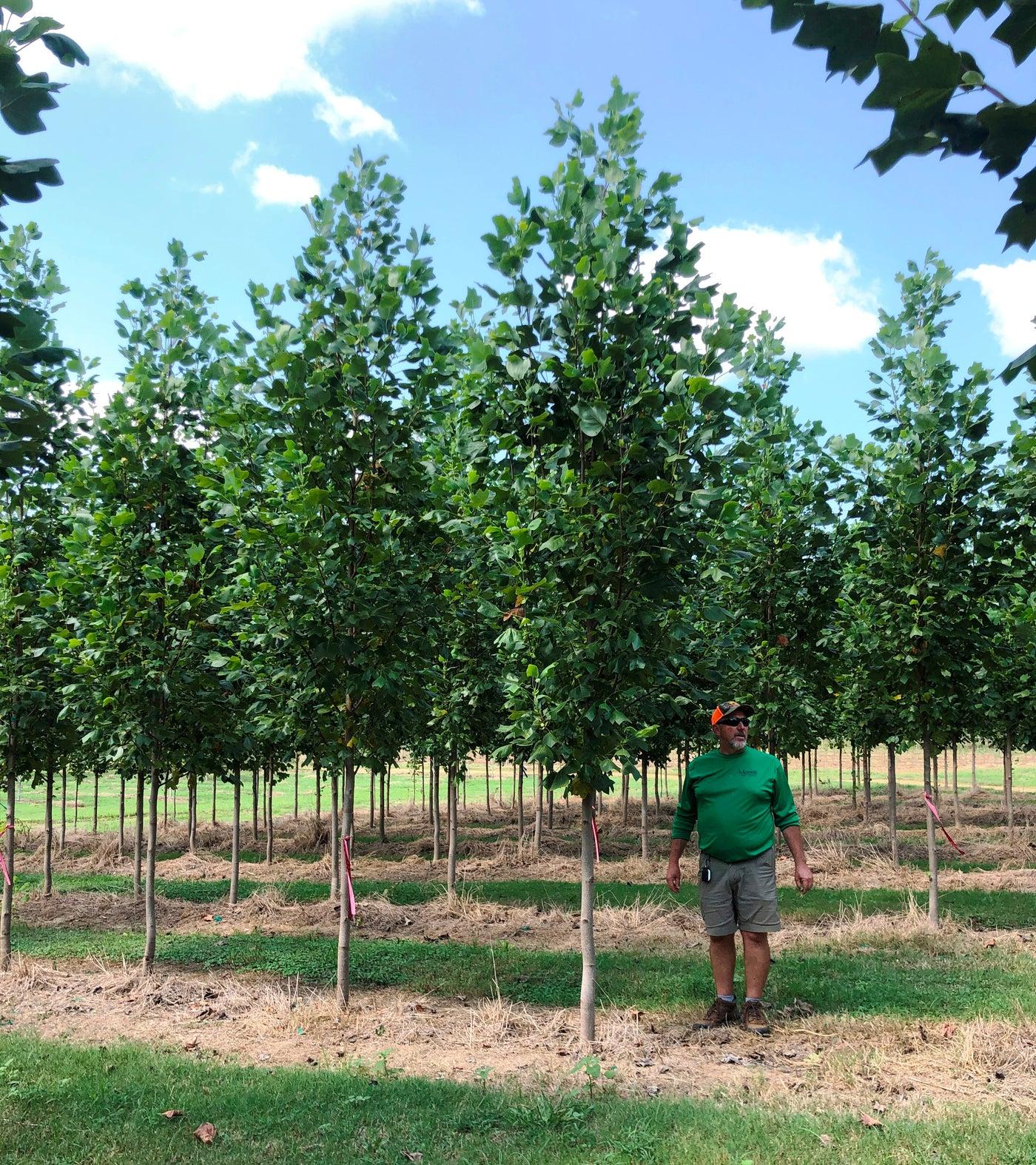 Liriodendron Tulipifera 'emerald City' - View 25 from www redcrocus com