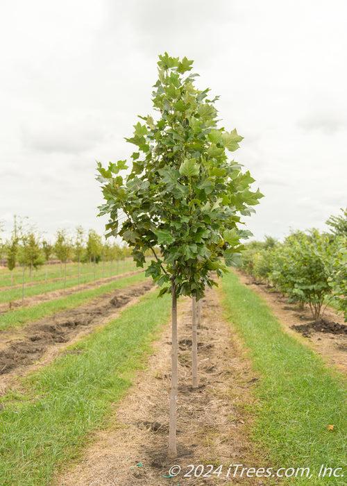 Liriodendron Tulipifera 'emerald City' - View 29 from www redcrocus com