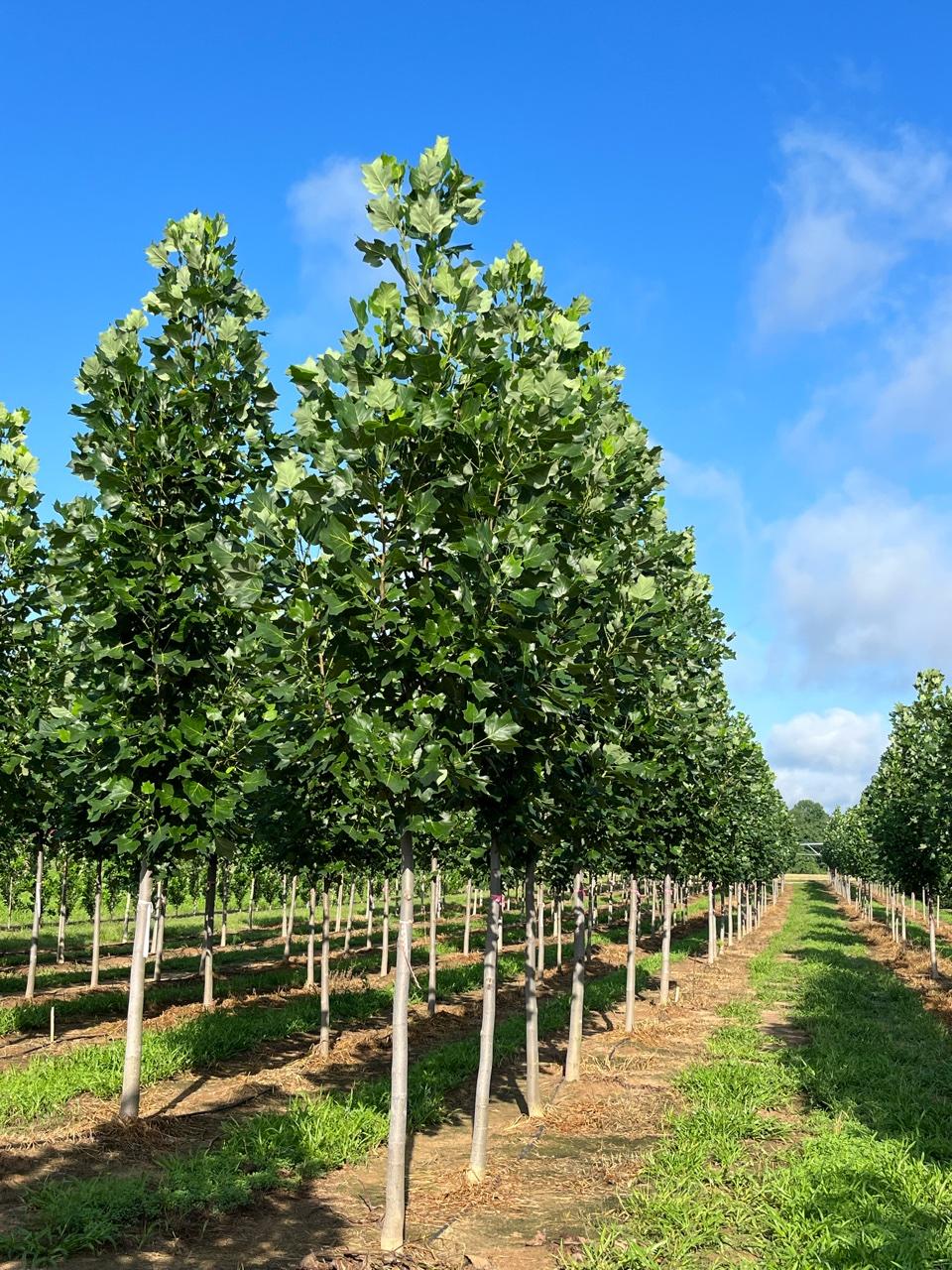 Liriodendron Tulipifera 'emerald City' - View 3 from www redcrocus com