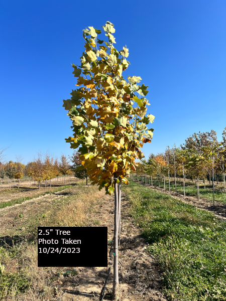 Liriodendron Tulipifera 'emerald City' - View 10 from www redcrocus com