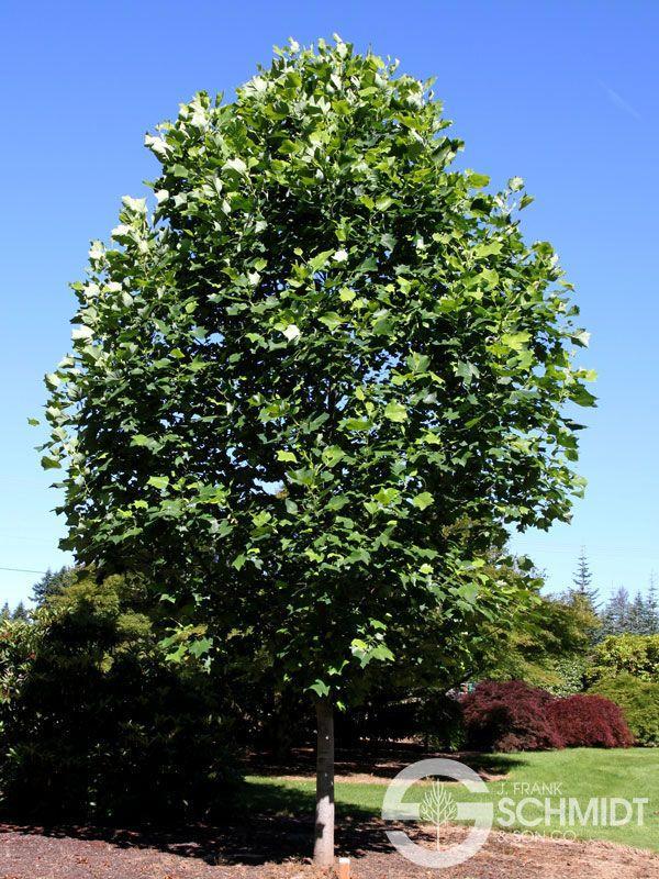 Liriodendron Tulipifera 'emerald City' - View 12 from www redcrocus com