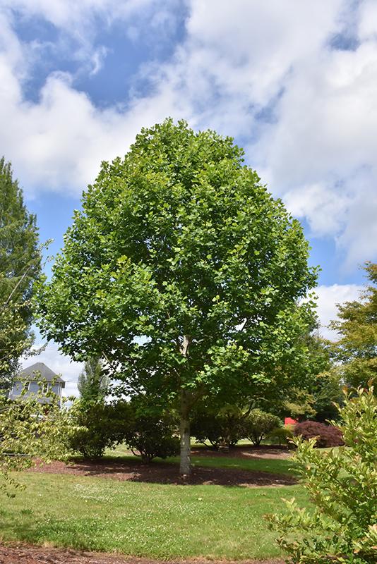 Liriodendron Tulipifera 'emerald City' - View 13 from www redcrocus com
