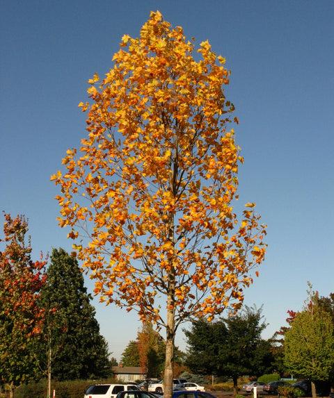Liriodendron Tulipifera 'emerald City' - View 17 from www redcrocus com