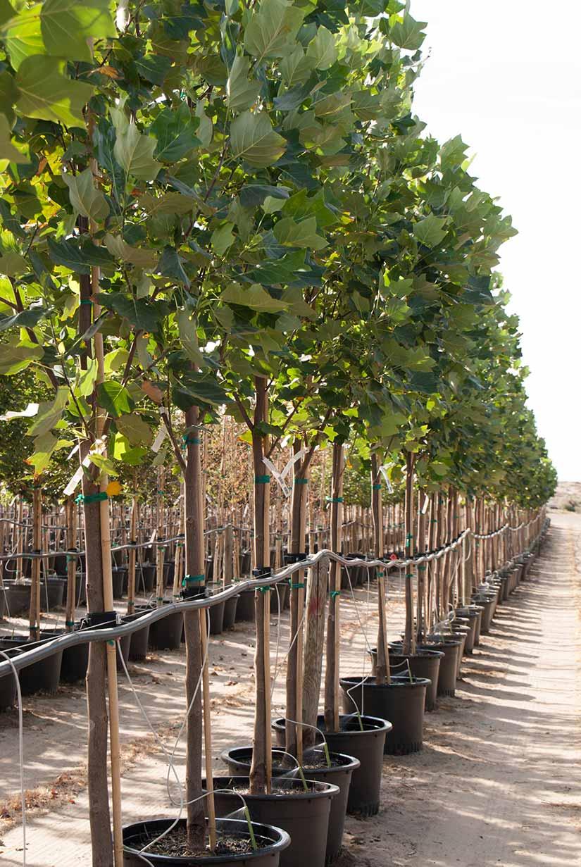 Liriodendron Tulipifera 'emerald City' - View 21 from www redcrocus com