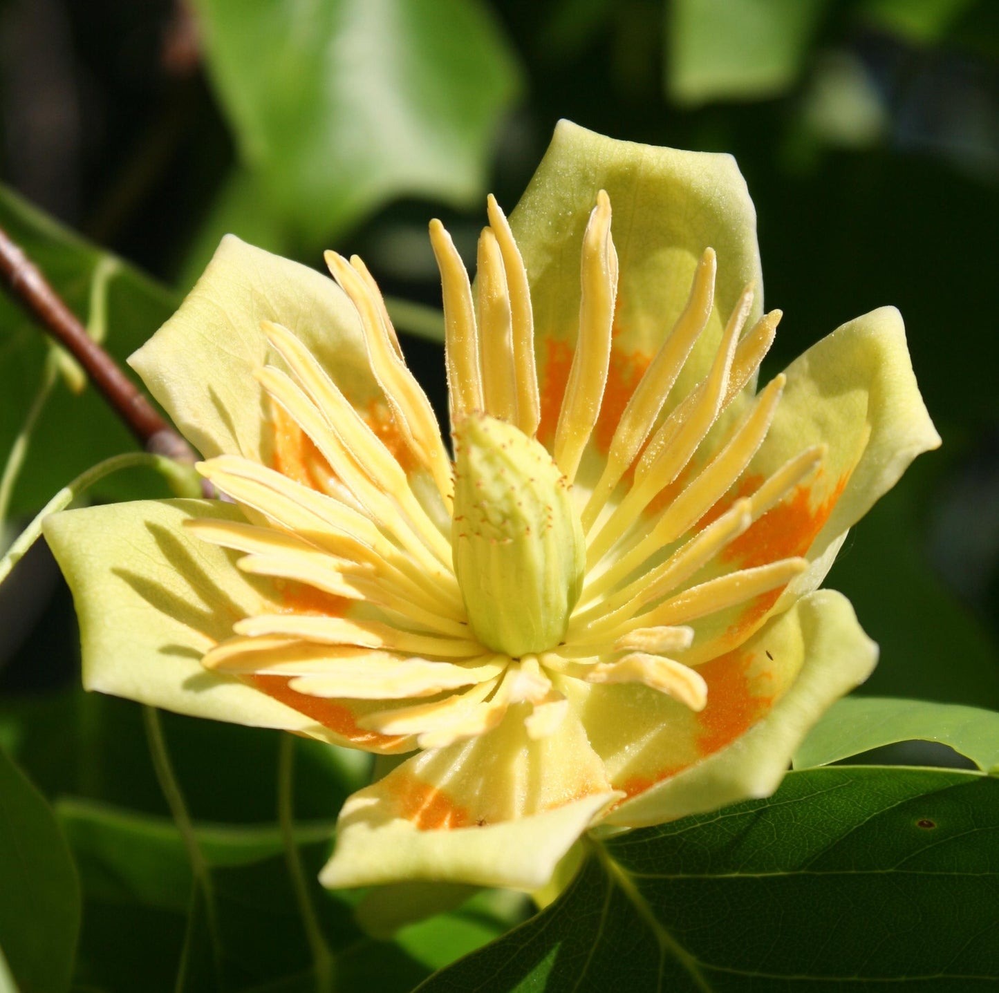 Liriodendron Tulipifera 'emerald City' - View 23 from www redcrocus com