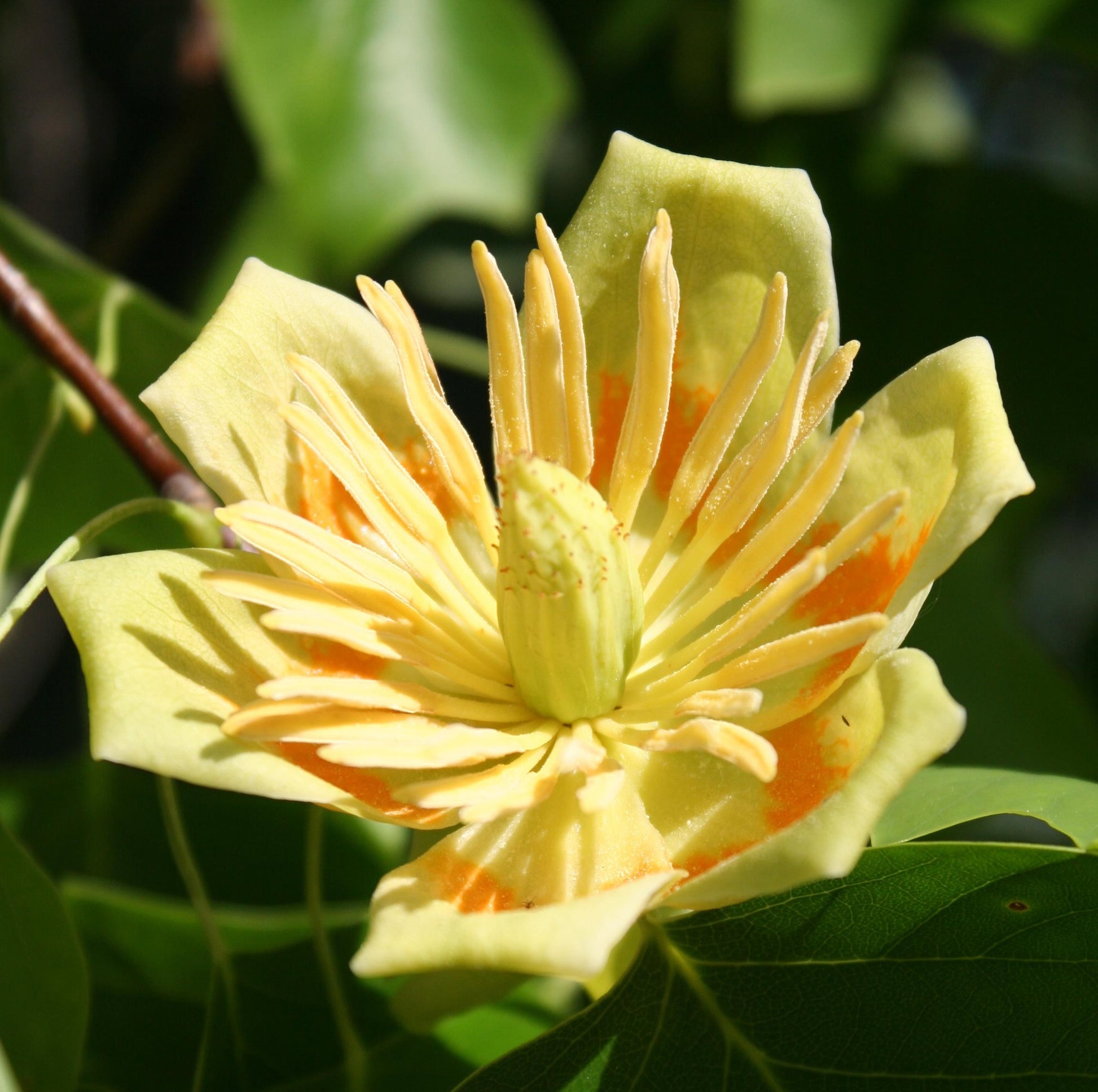 Liriodendron Tulipifera 'emerald City' - View 23 from www redcrocus com