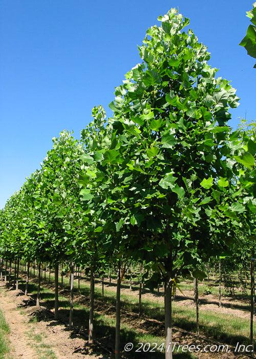 Liriodendron Tulipifera 'emerald City' - View 26 from www redcrocus com