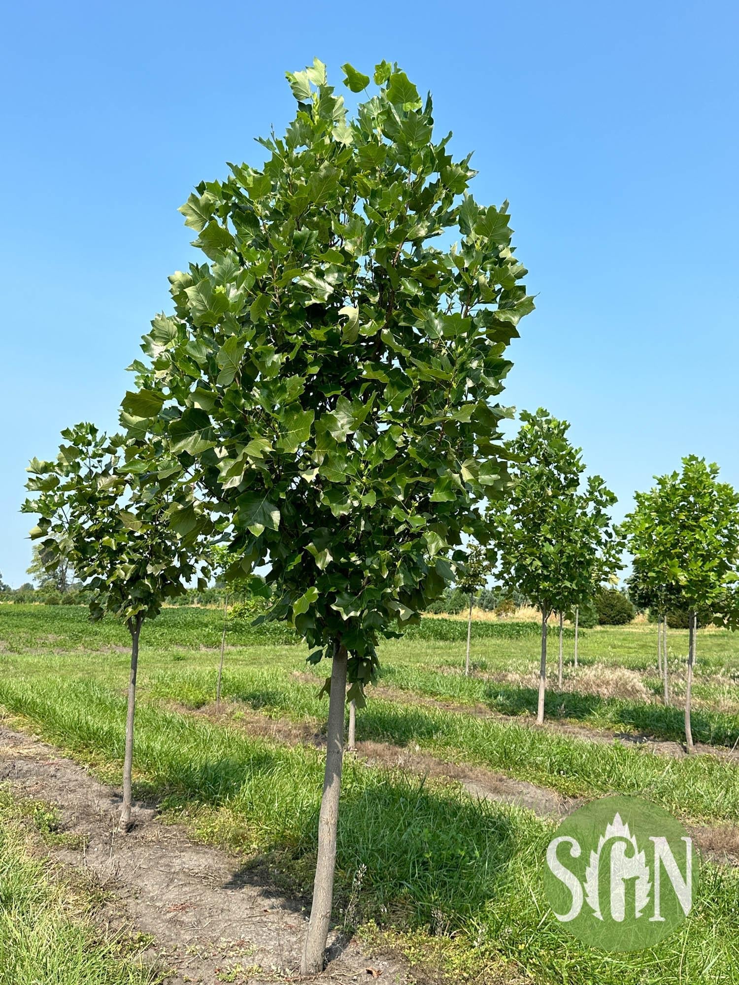 Liriodendron Tulipifera 'emerald City' - View 33 from www redcrocus com