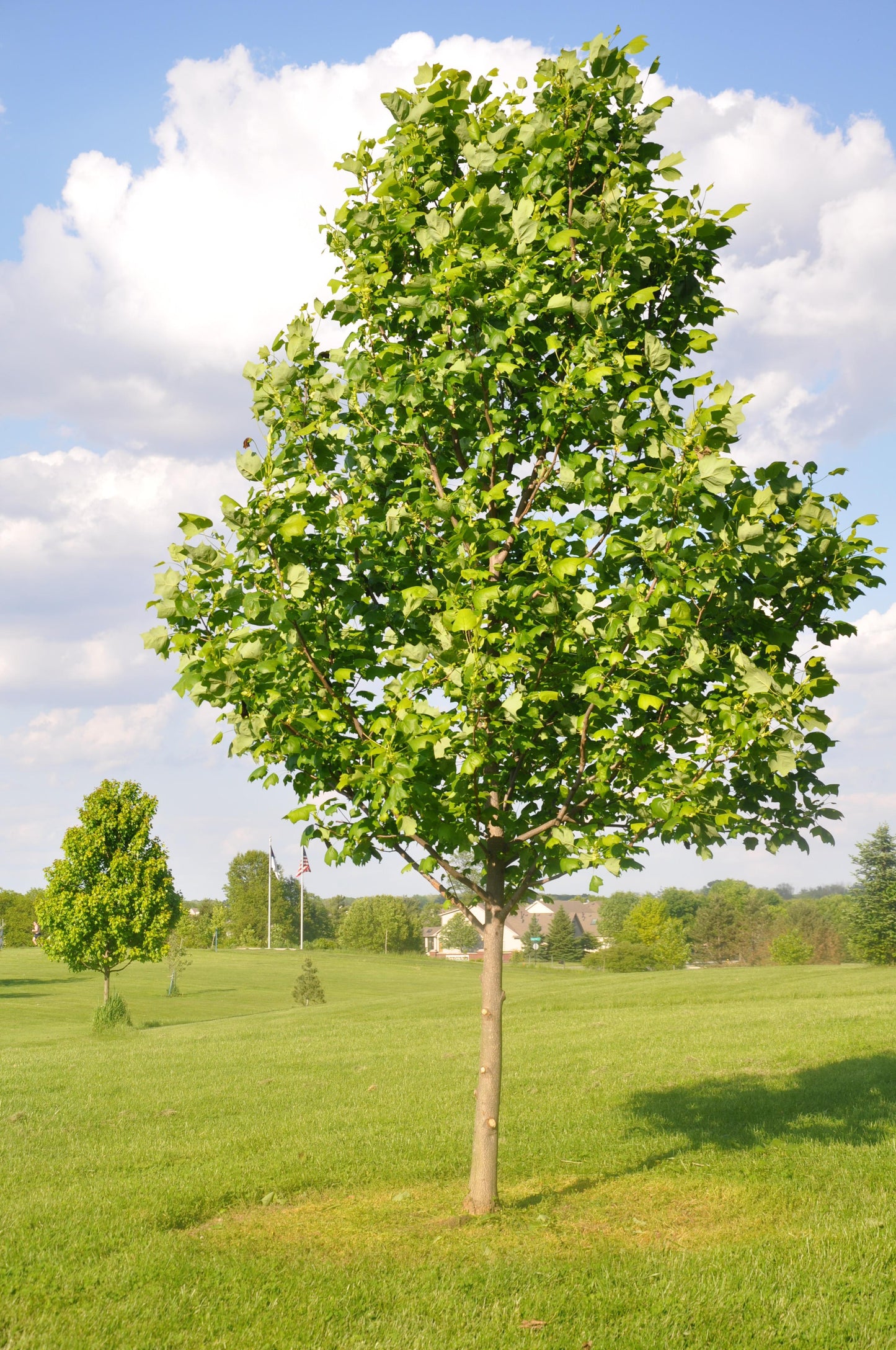 Liriodendron Tulipifera 'emerald City' - View 34 from www redcrocus com