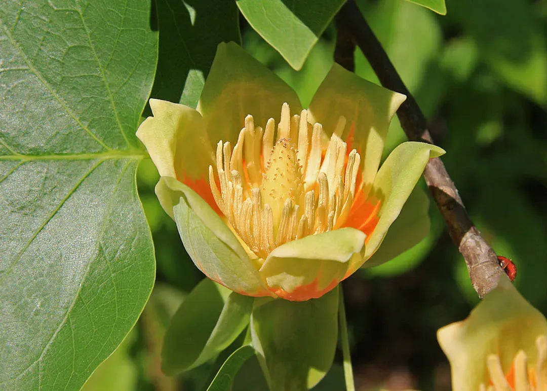 Liriodendron Tulipifera 'emerald City' - View 36 from www redcrocus com