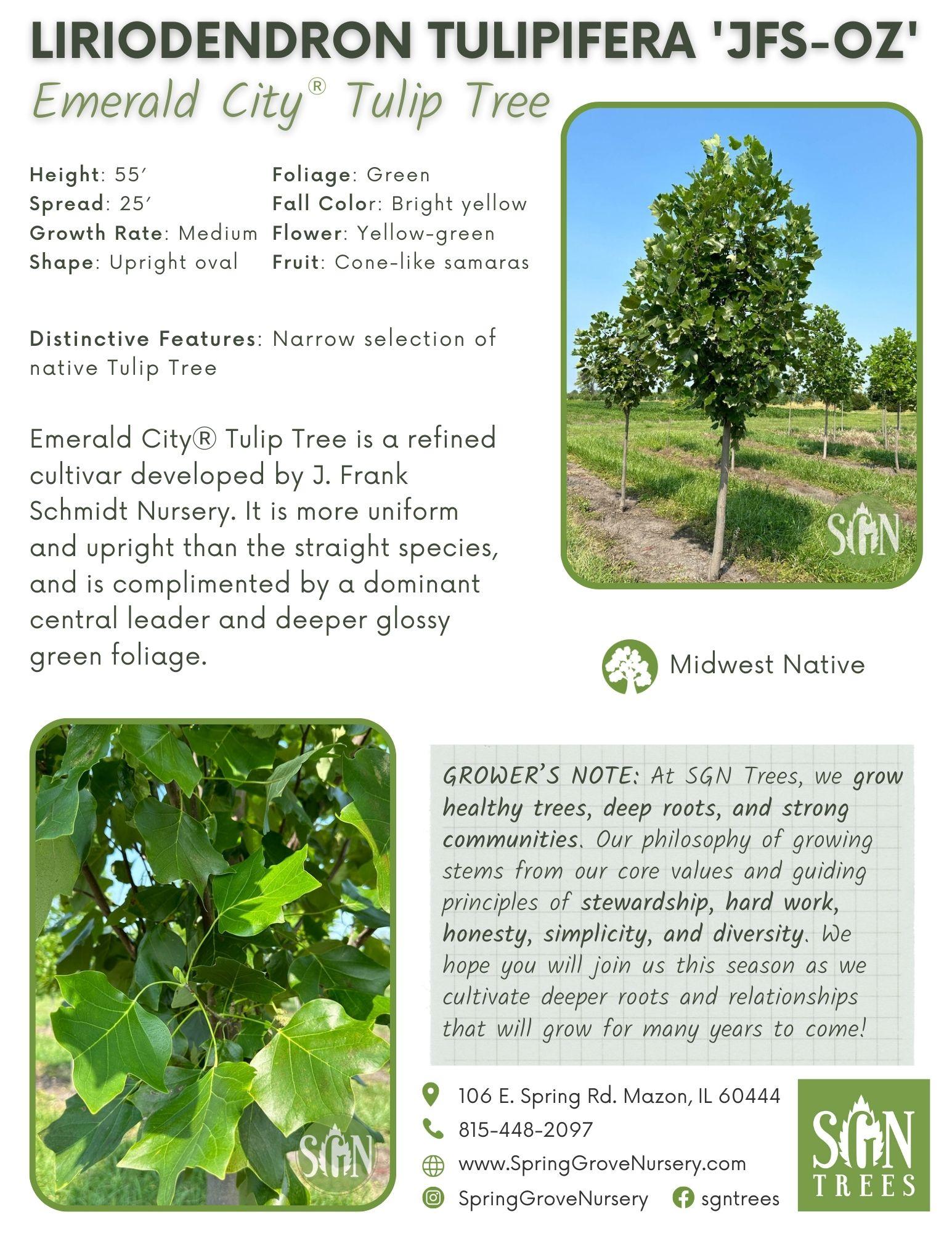 Liriodendron Tulipifera 'emerald City' - View 5 from www redcrocus com