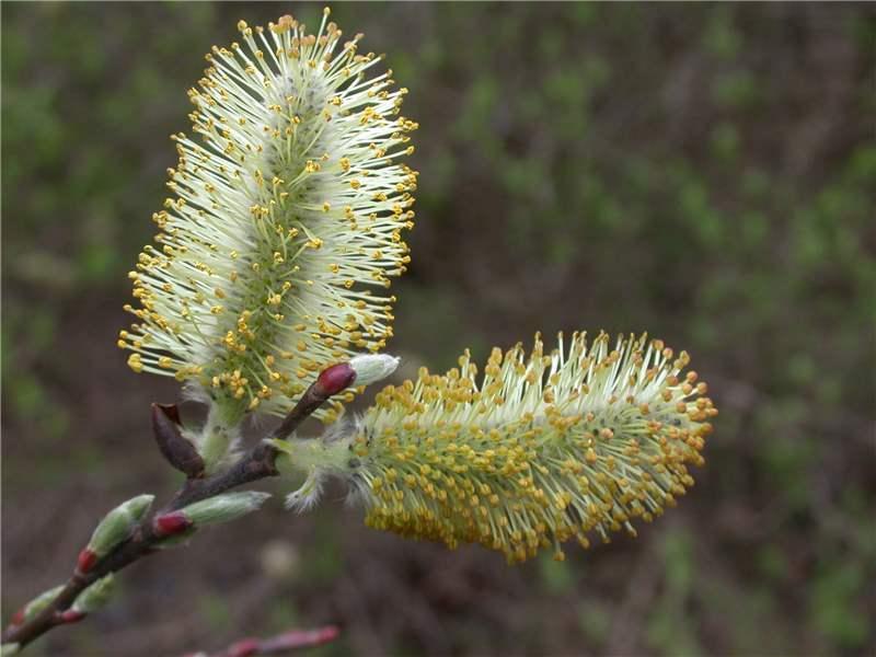 Salix Discolor - View 10 from www redcrocus com