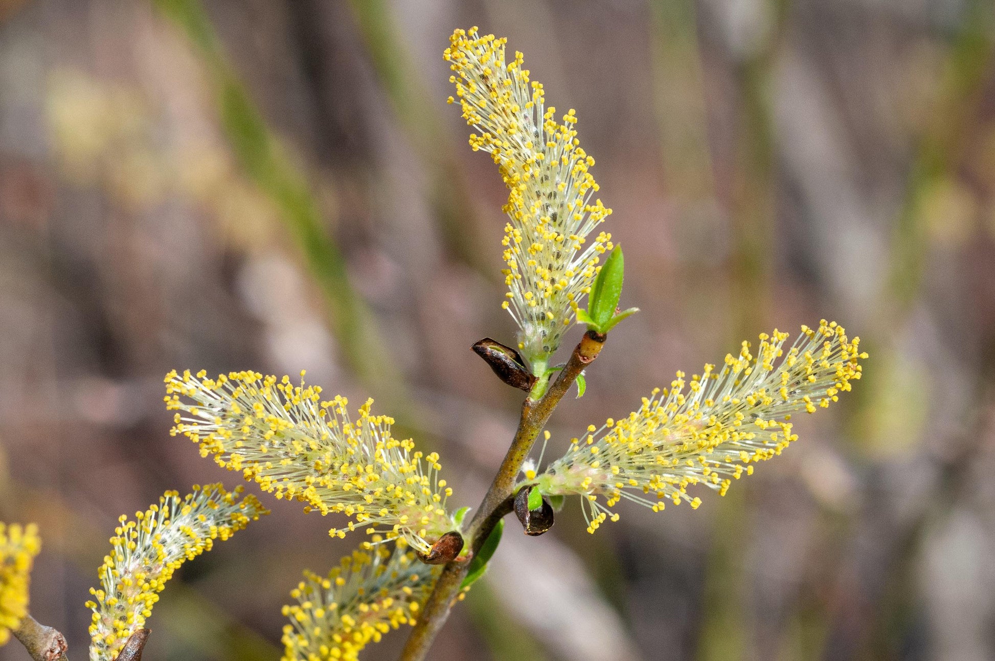 Salix Discolor - View 13 from www redcrocus com