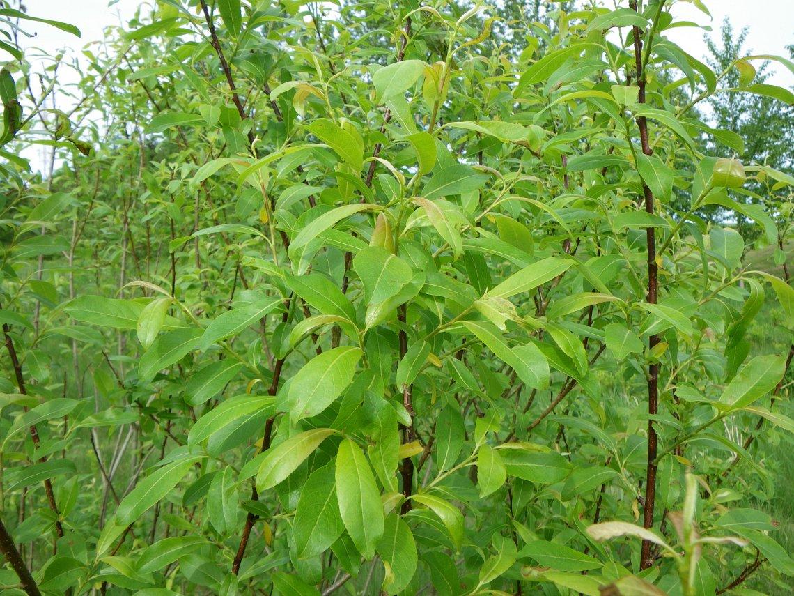 Salix Discolor - View 14 from www redcrocus com