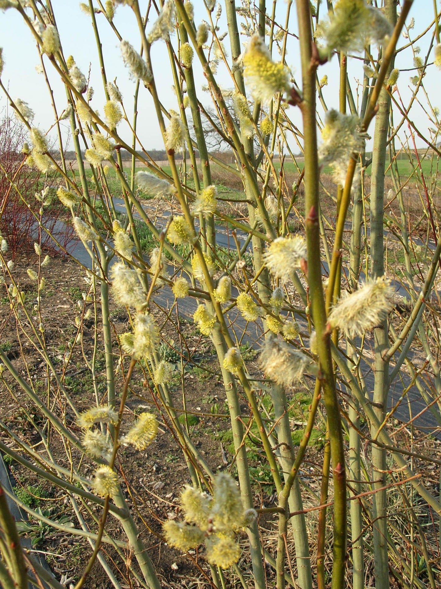 Salix Discolor - View 15 from www redcrocus com