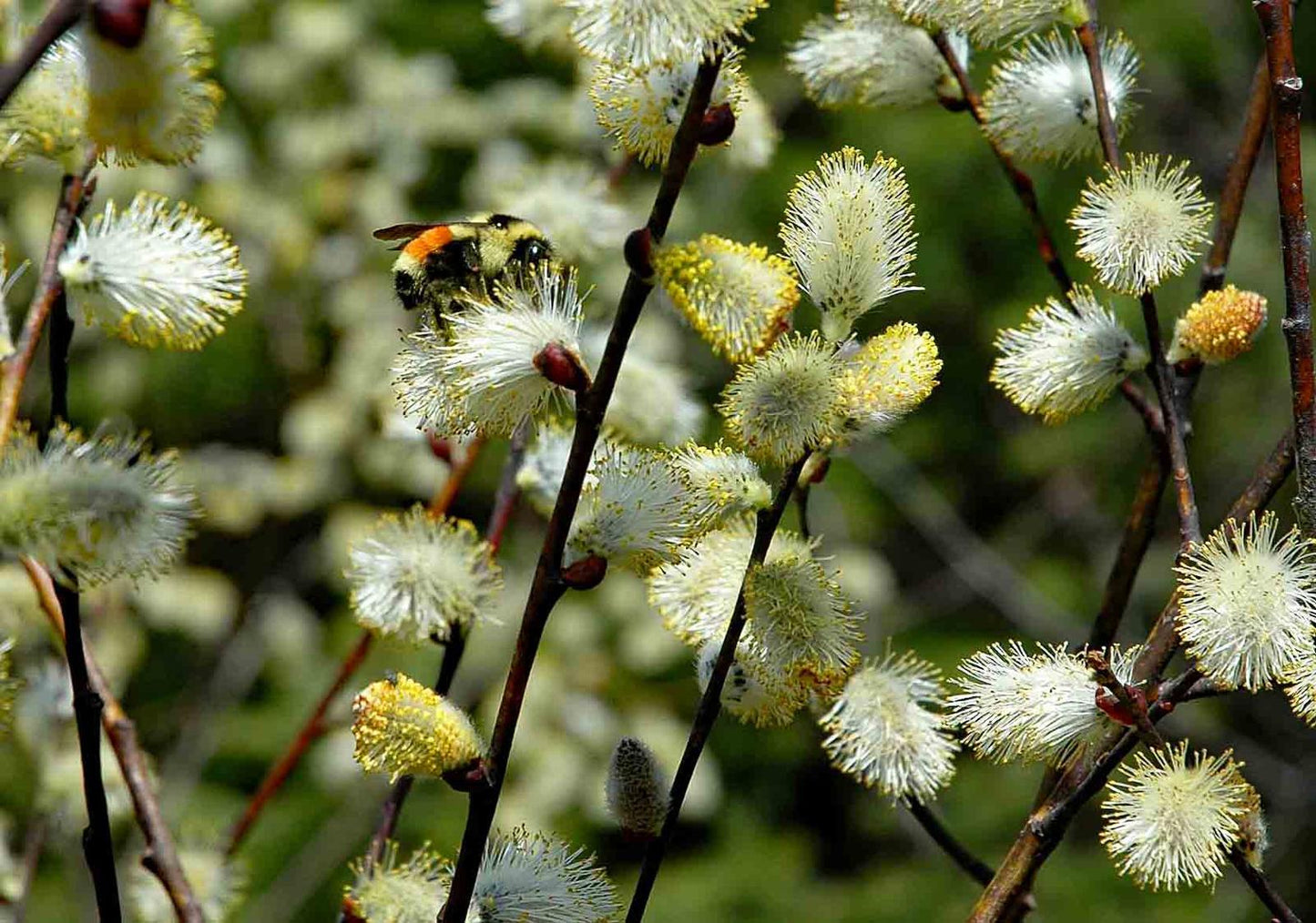 Salix Discolor - View 16 from www redcrocus com