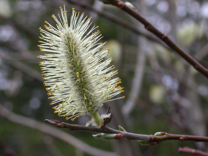Salix Discolor - View 17 from www redcrocus com