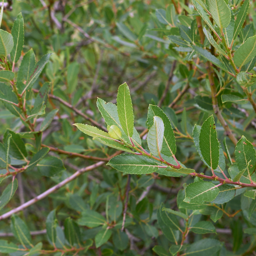 Salix Discolor - View 18 from www redcrocus com
