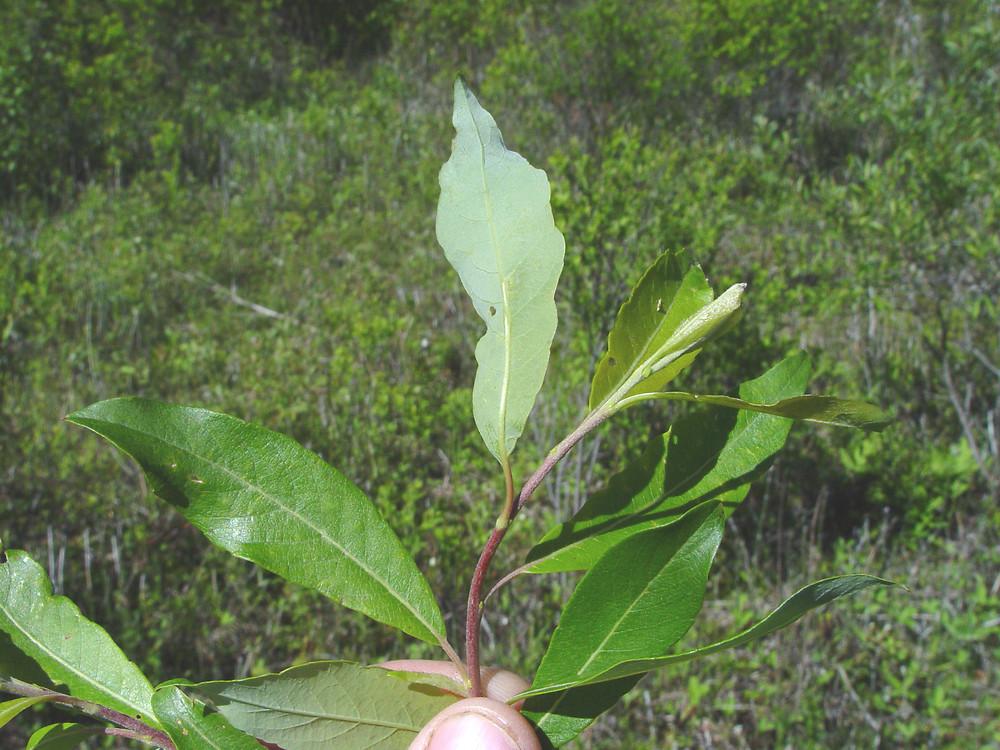 Salix Discolor - View 18 from www redcrocus com