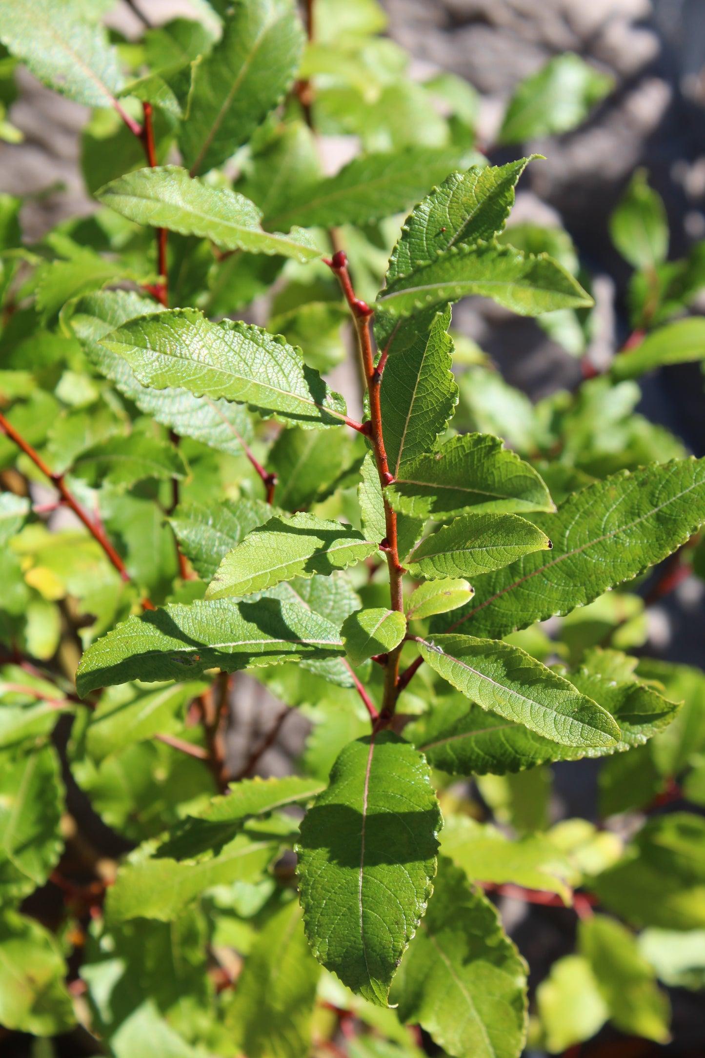 Salix Discolor - View 19 from www redcrocus com