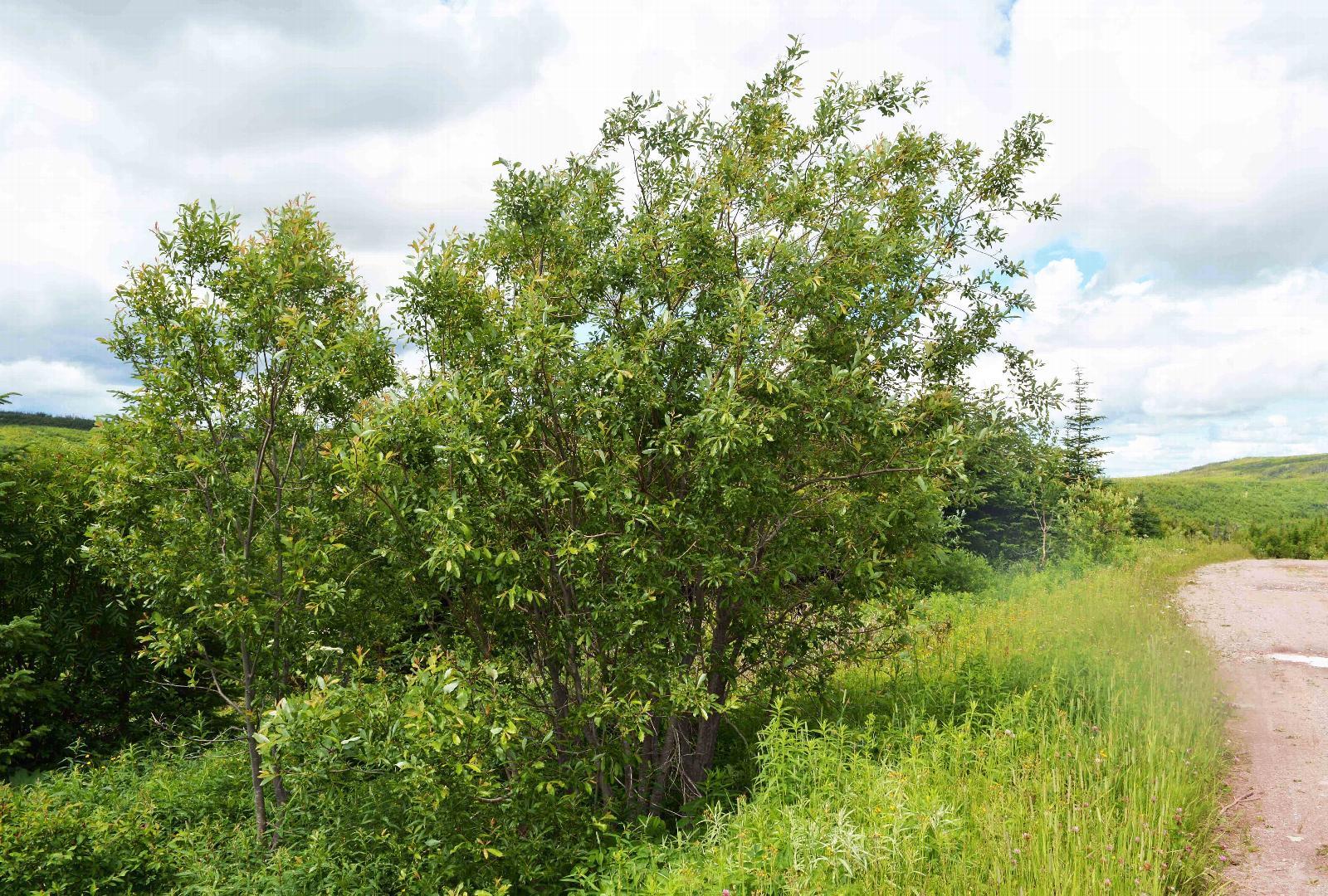 Salix Discolor - View 1 from www redcrocus com