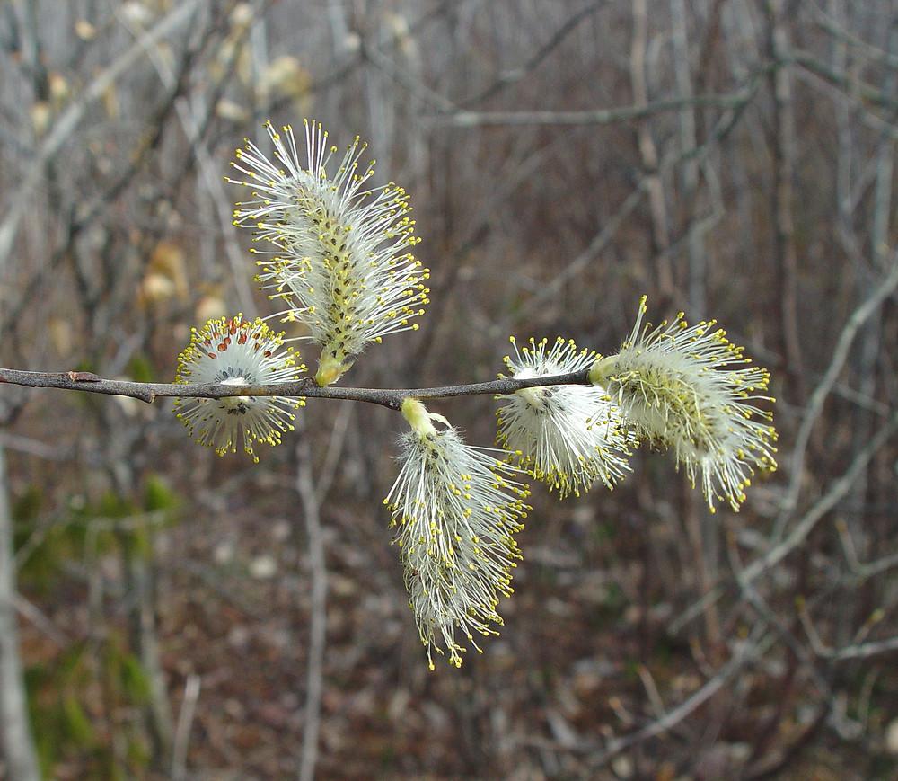 Salix Discolor - View 3 from www redcrocus com
