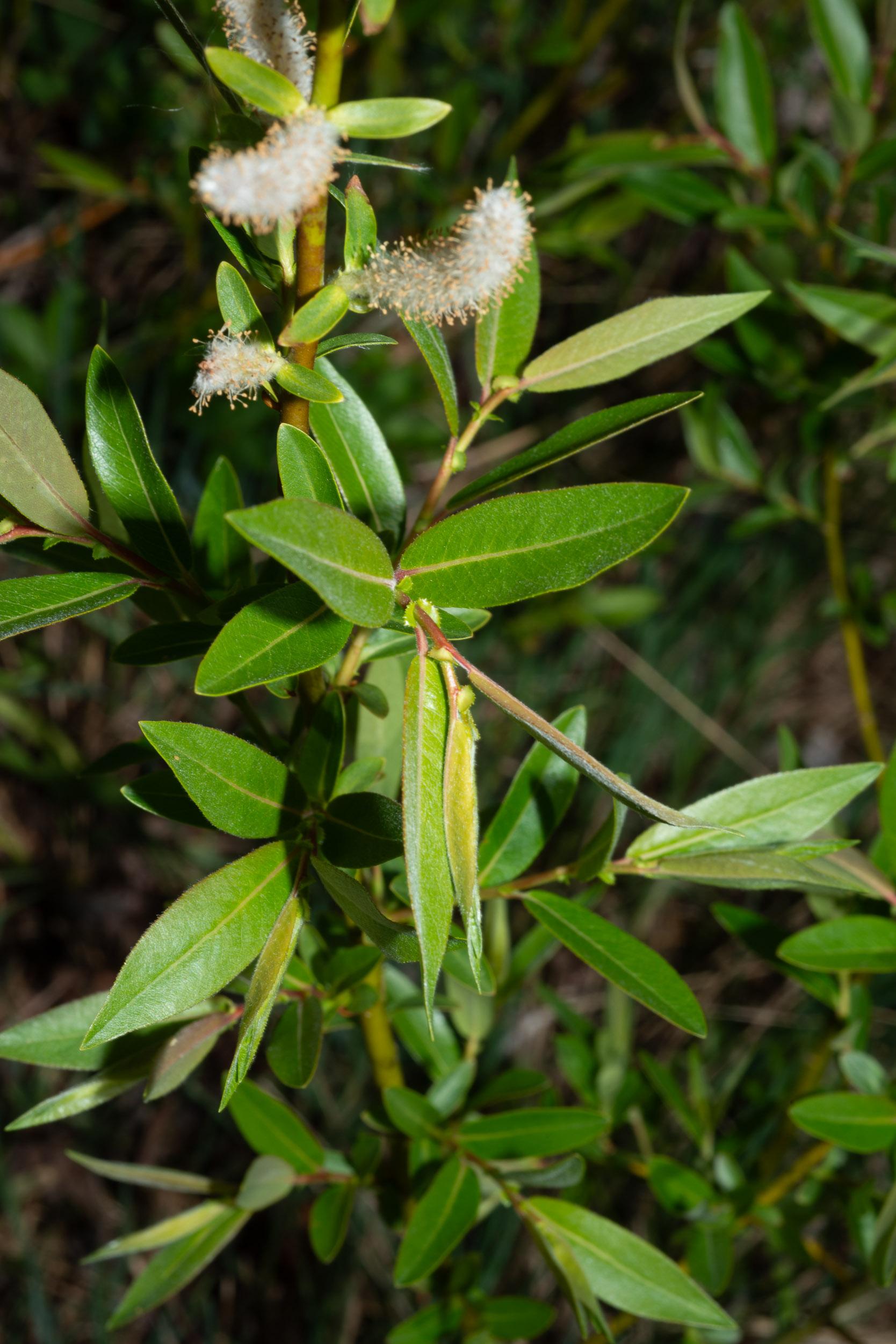 Salix Discolor - View 4 from www redcrocus com
