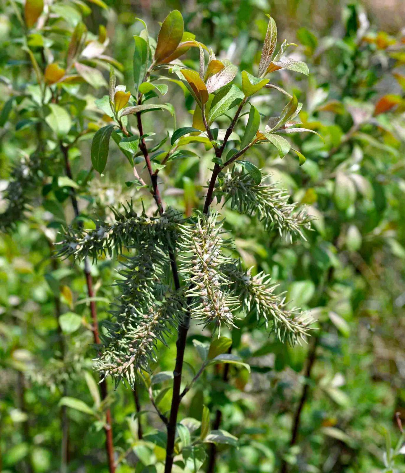 Salix Discolor - View 7 from www redcrocus com