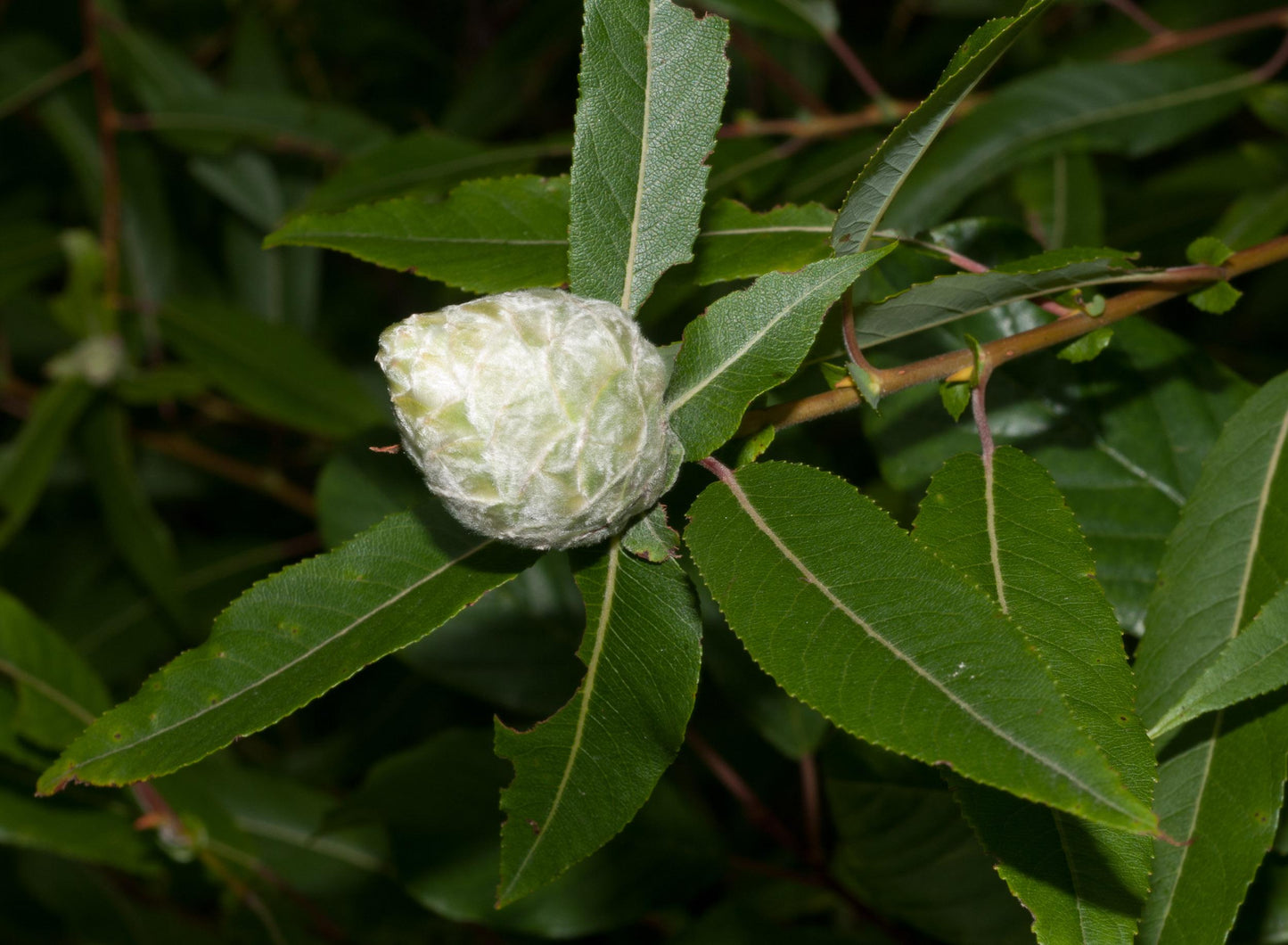 Salix Discolor - View 8 from www redcrocus com