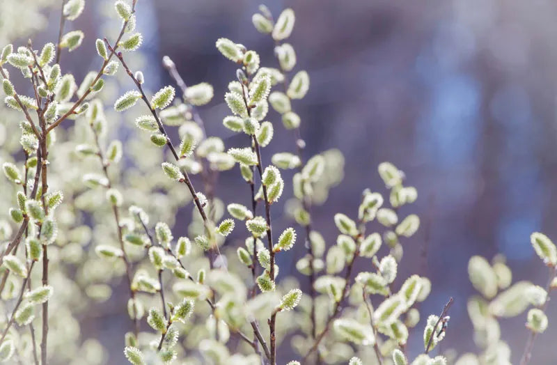 Salix Discolor - View 9 from www redcrocus com