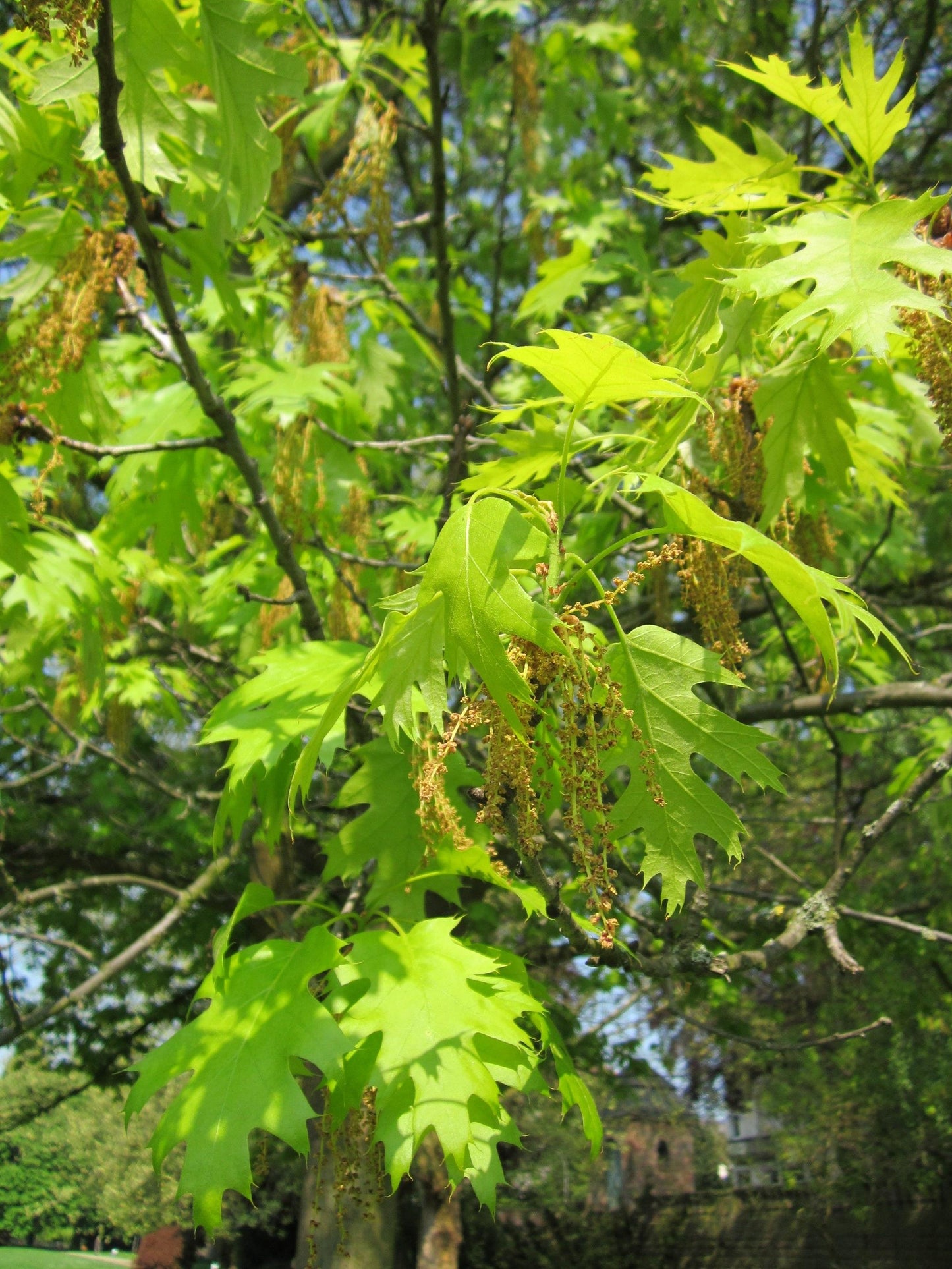 Quercus Coccinea - View 19 from www redcrocus com