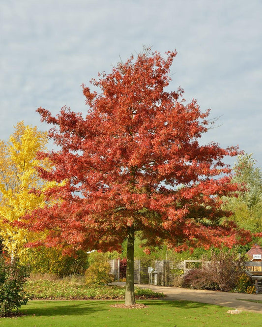 Quercus Coccinea - View 1 from www redcrocus com