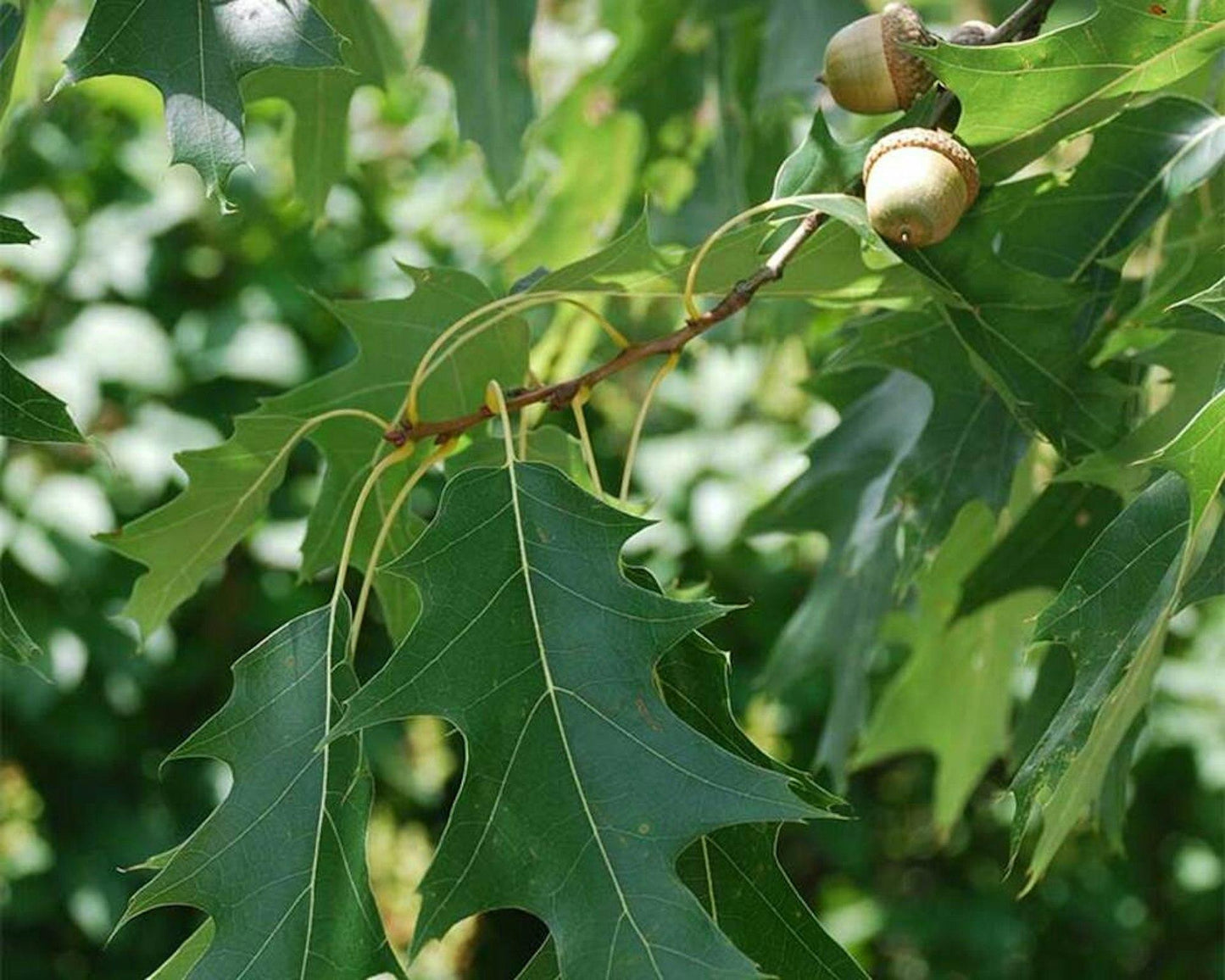 Quercus Coccinea - View 8 from www redcrocus com
