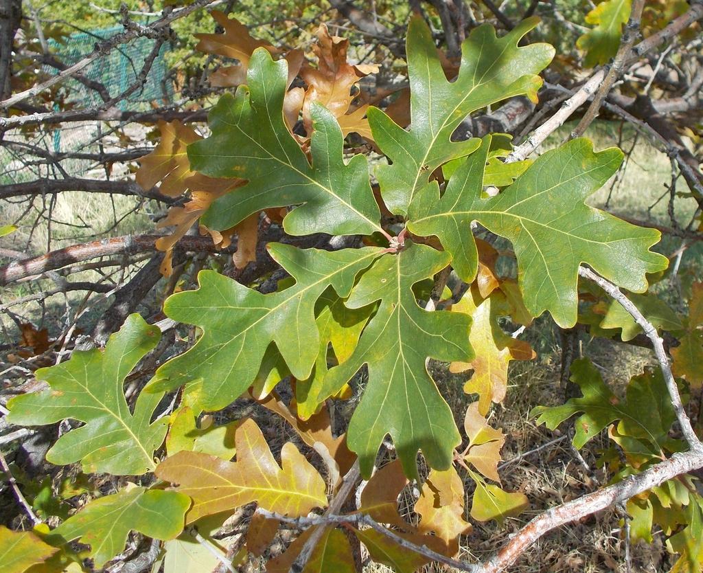 Quercus Macrocarpa Burr - View 4 from www redcrocus com