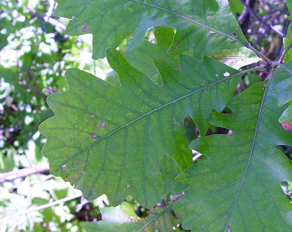 Quercus Macrocarpa Burr - View 8 from www redcrocus com