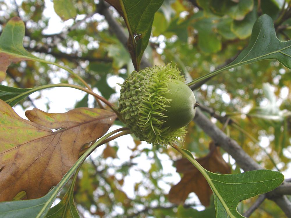 Quercus Macrocarpa Burr - View 9 from www redcrocus com