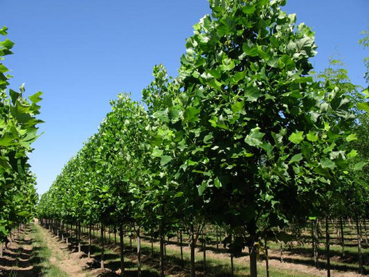 Liriodendron Tulipifera 'emerald City' - View 10 from www redcrocus com