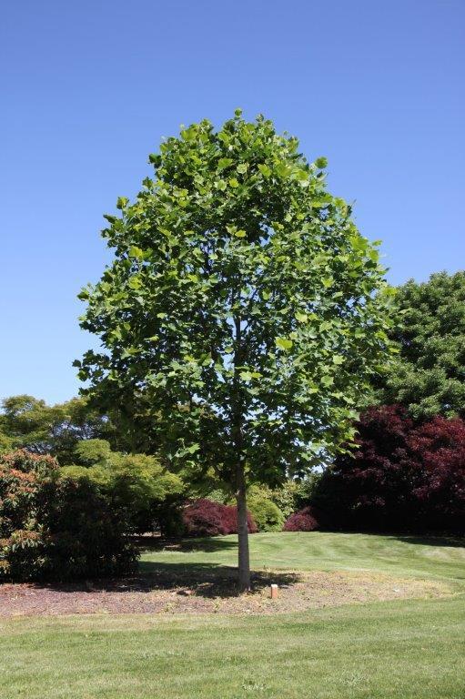 Liriodendron Tulipifera 'emerald City' - View 18 from www redcrocus com