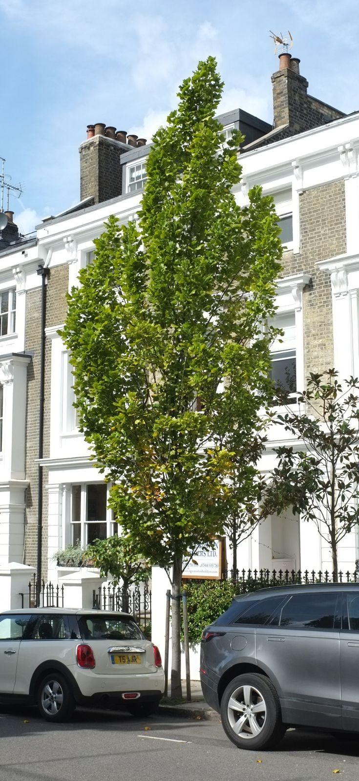 Liriodendron Tulipifera 'emerald City' - View 23 from www redcrocus com