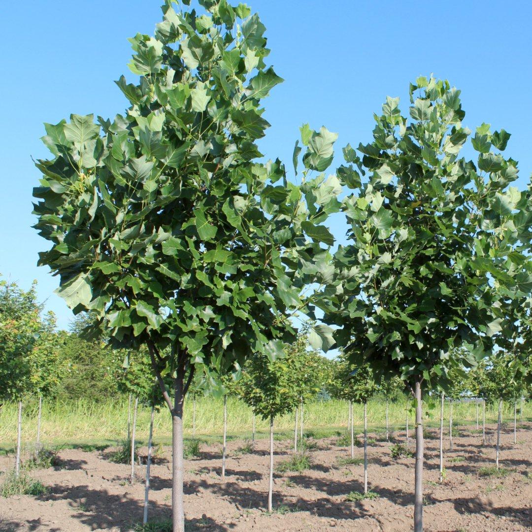 Liriodendron Tulipifera 'emerald City' - View 26 from www redcrocus com