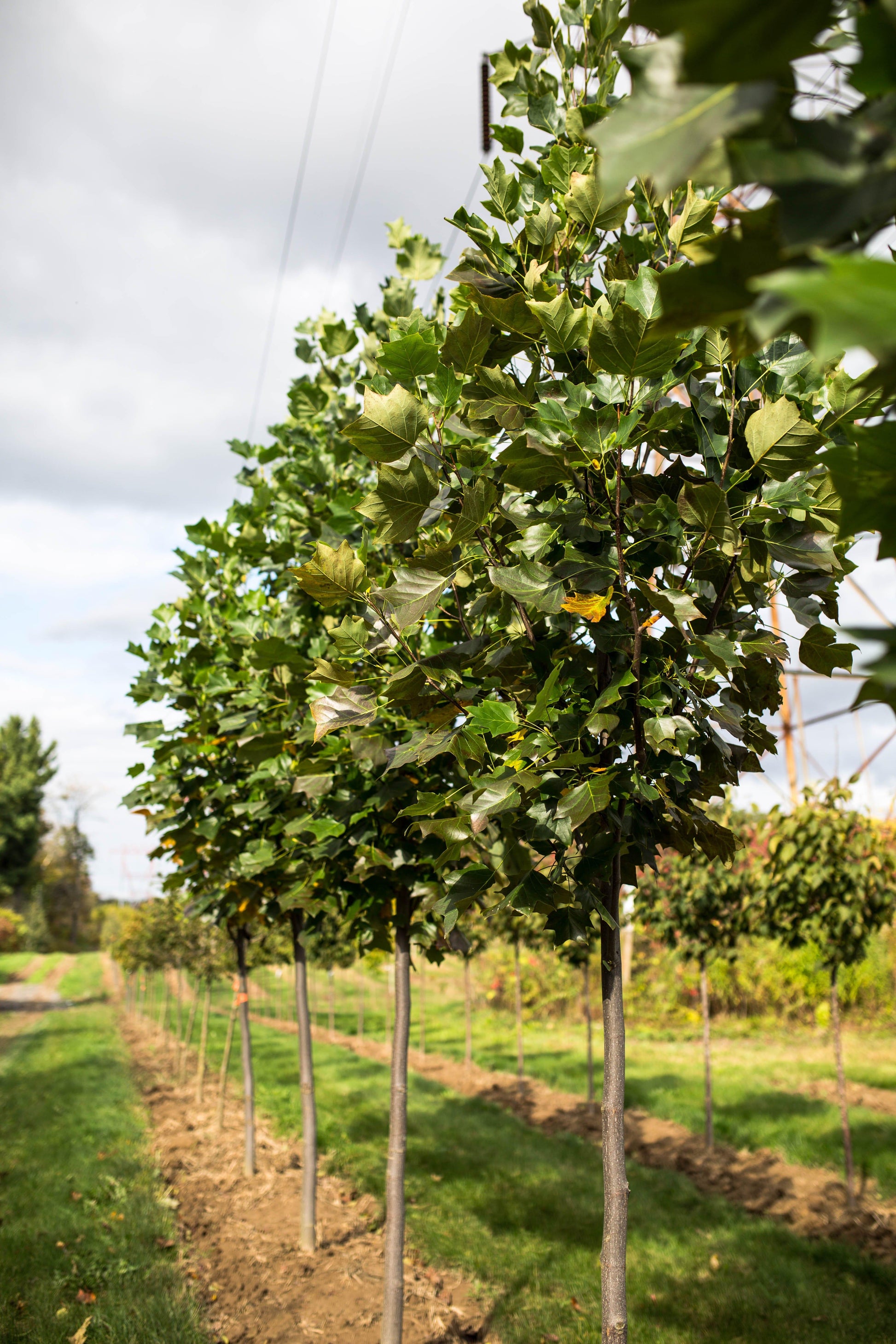 Liriodendron Tulipifera 'emerald City' - View 29 from www redcrocus com