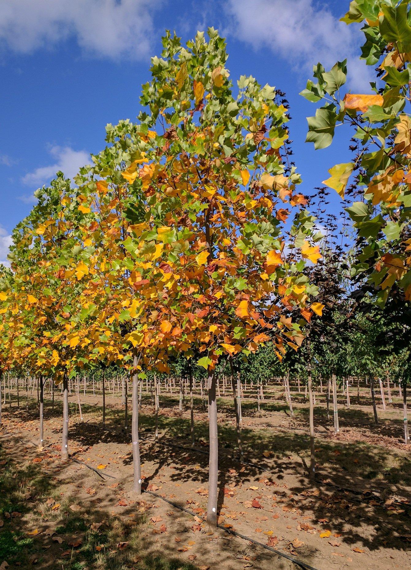 Liriodendron Tulipifera 'emerald City' - View 34 from www redcrocus com