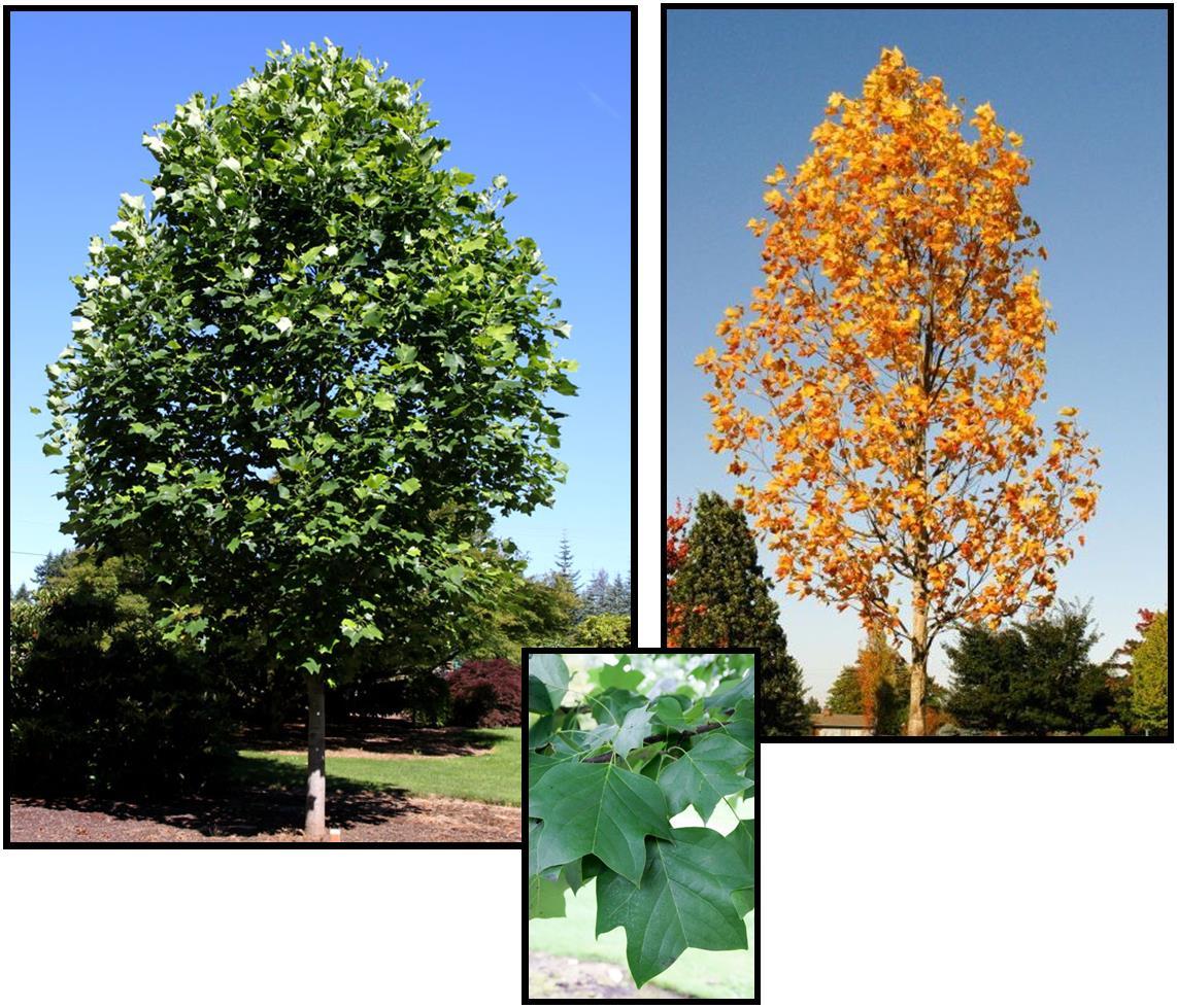 Liriodendron Tulipifera 'emerald City' - View 6 from www redcrocus com