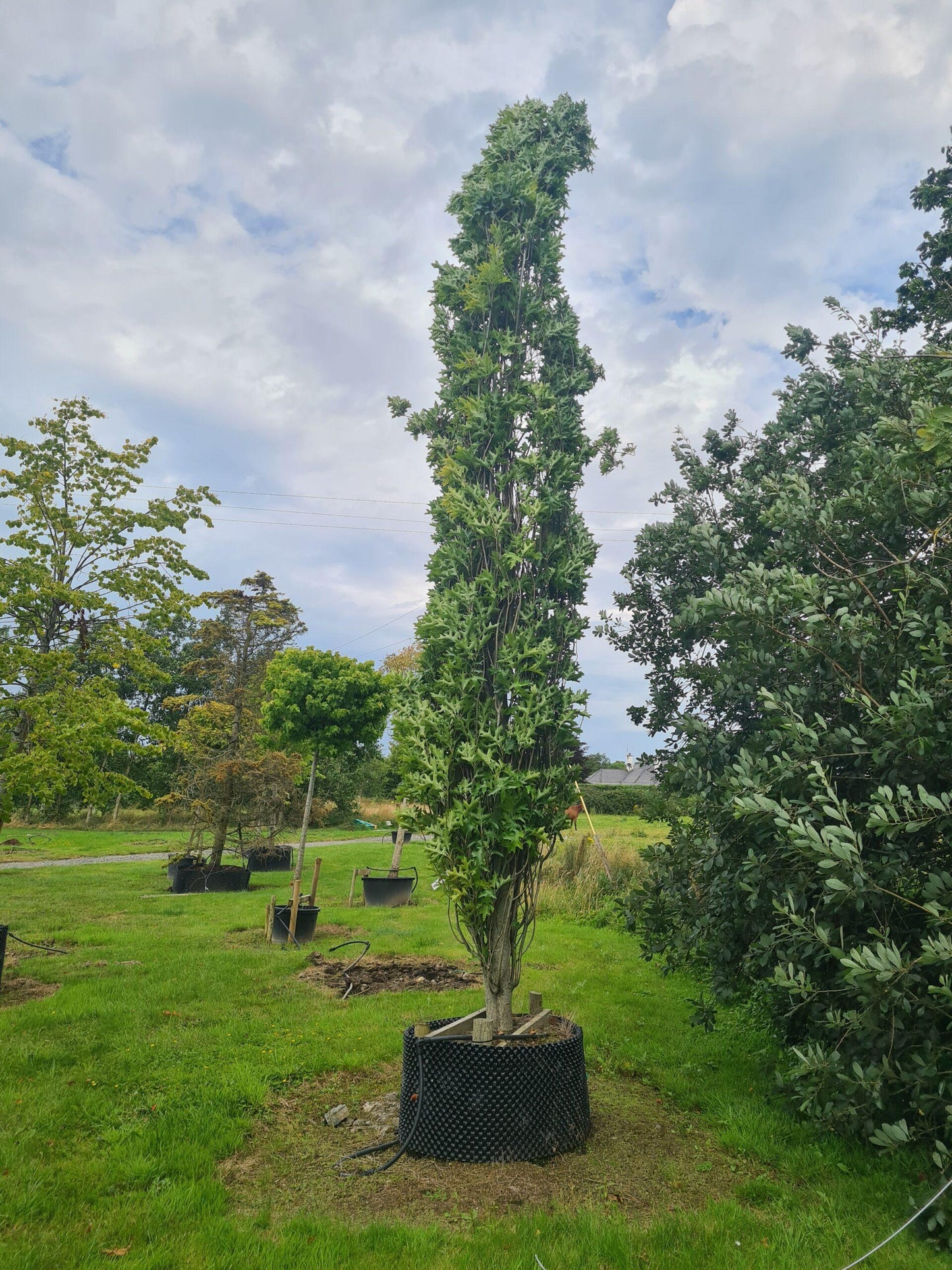 Quercus Palustris 'green Pillar' - View 12 from www redcrocus com