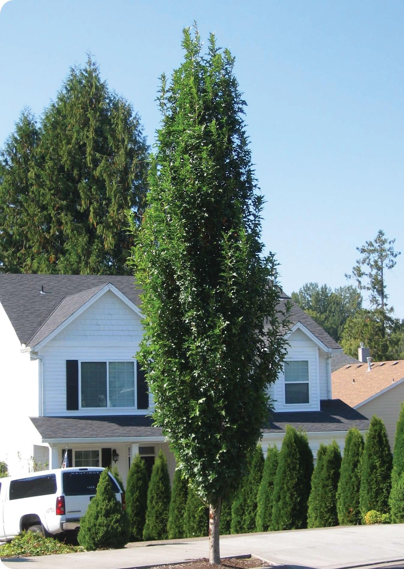 Quercus Palustris 'green Pillar' - View 14 from www redcrocus com