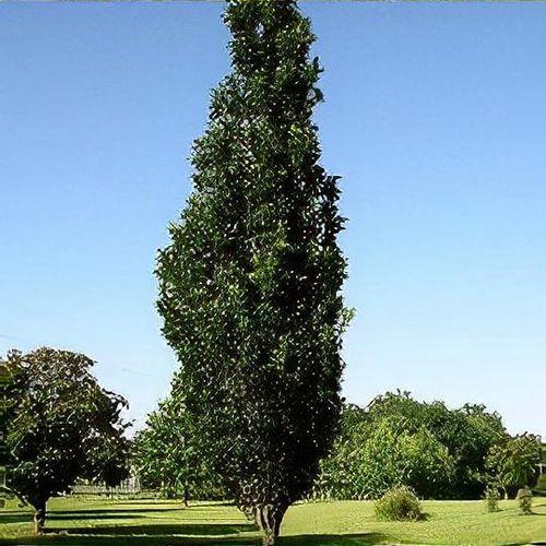 Quercus Palustris 'green Pillar' - View 15 from www redcrocus com
