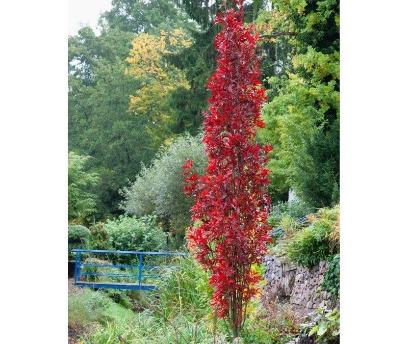 Quercus Palustris 'green Pillar' - View 21 from www redcrocus com
