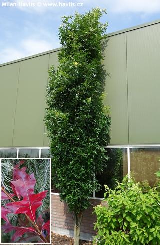 Quercus Palustris 'green Pillar' - View 34 from www redcrocus com