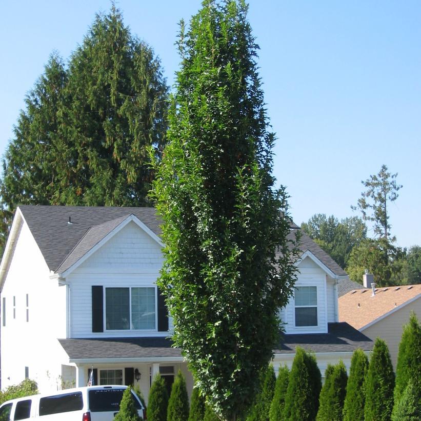 Quercus Palustris 'green Pillar' - View 6 from www redcrocus com